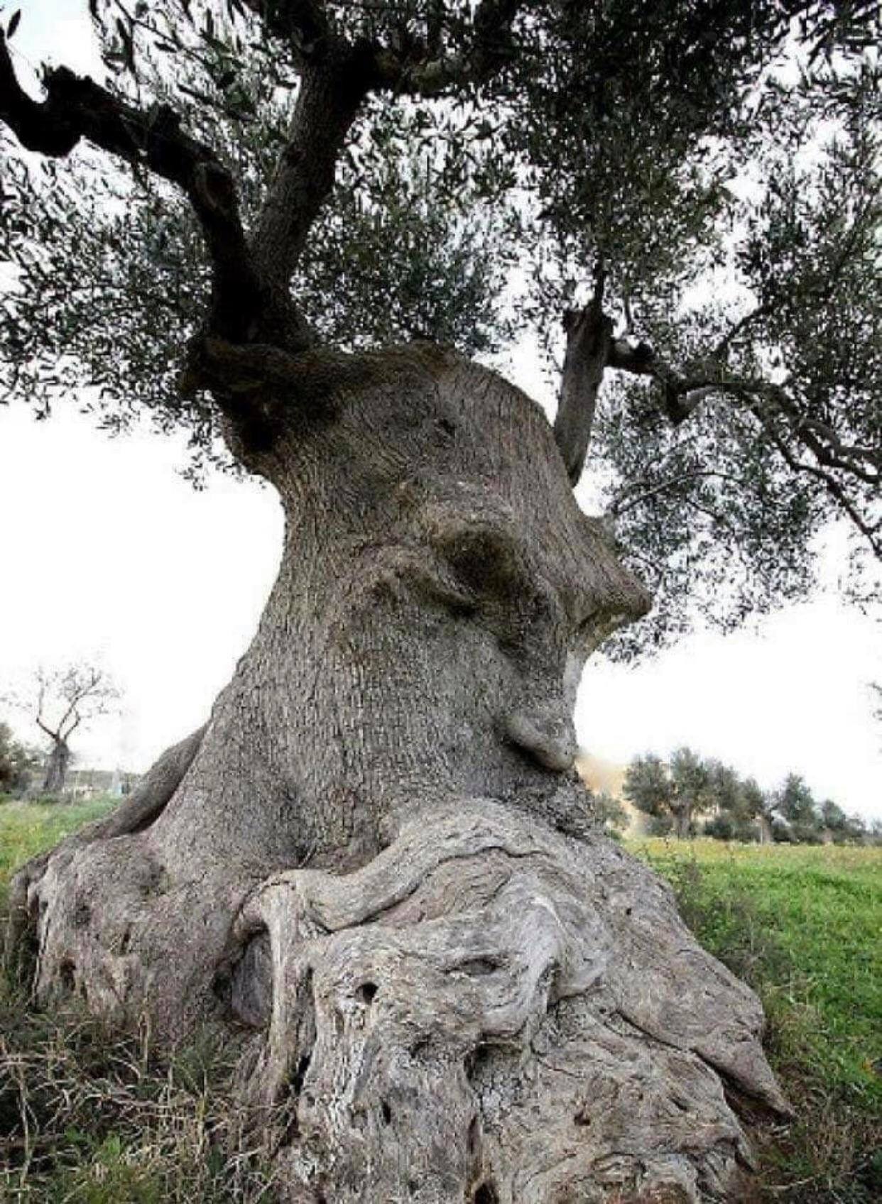 This, at least 2000 years old olive tree, is called "The Thinking Tree" by the locals. It is located in Puglia, in the South of Italy.