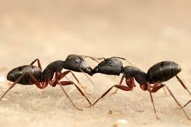 Ant accidents 

Good afternoon Bahama Drama please keep me anonymous. 

I know that I maybe high right now on some good Ganja right, but I have a real scientific question to ask y'