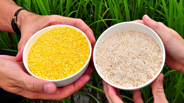 Stop eating rice of any kind
It's is genetically designed to keep you hungry. So that you can eat more and buy more. So is store brought bread.
If you're over weight cut all rice