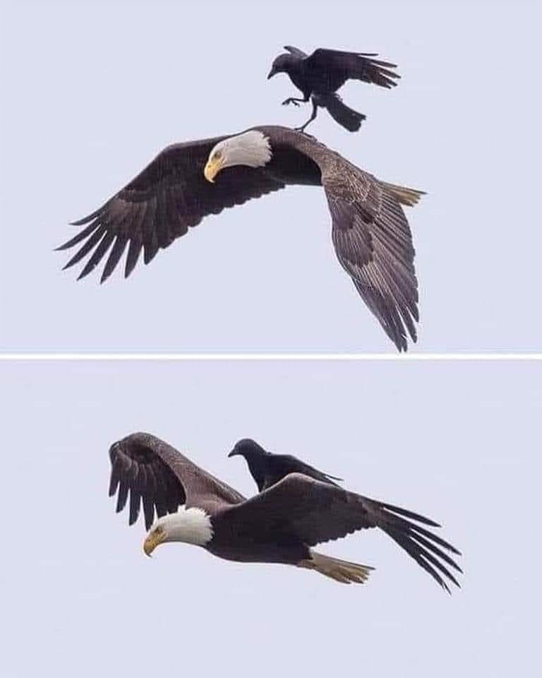 From: Bahama Drama 

Dear: 242intheknow, Michael Culmer

“The only bird that will peck at an Eagle is the crow. He sits on his back and bites his neck. 

The eagle does not respond