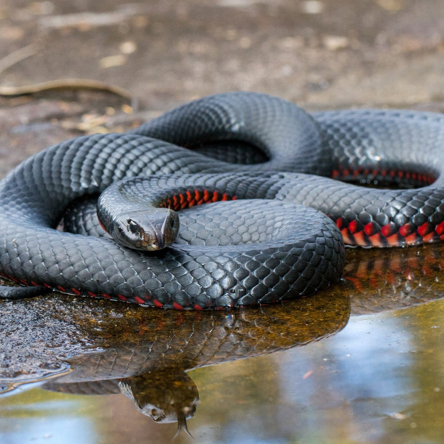 Woman vomits up black snake and is taken to the hospital

On my way to PMH now but can somebody pray for me now. I just puke up a black snake and my legs have been swelling continu