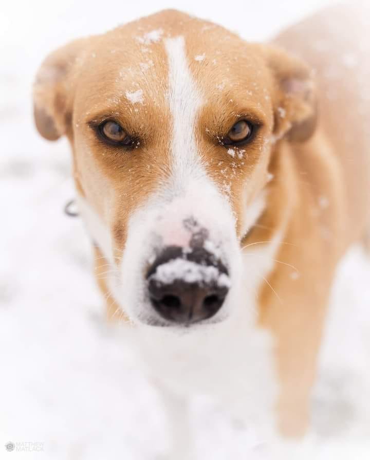 1 Pot cakes dog sacrifice himself to put all potcake's back on the map in the Bahamas.

Potcake's to take pitbulls place as dangerous dogs in the Bahamas Ministry say's.

Buy Me. B