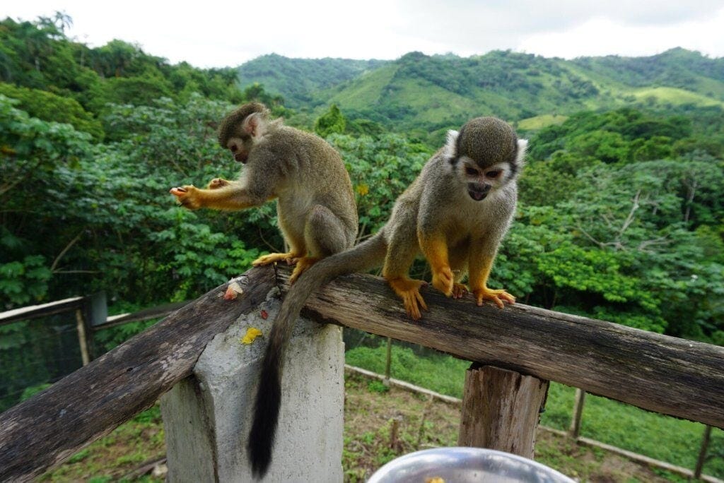 Haiti used to have wild monkeys just like the Dominican Republic does now, guess what happened to them? 🐒

Religious Superstition is the killer of Nation's
