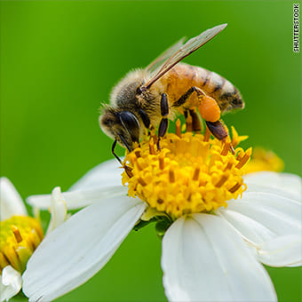 Thanks to Bee's
Bees Have Been Declared The Most Important Living Being On The Planet by scientists. Without bee's humans and most plants on the planet would disappear in a matter