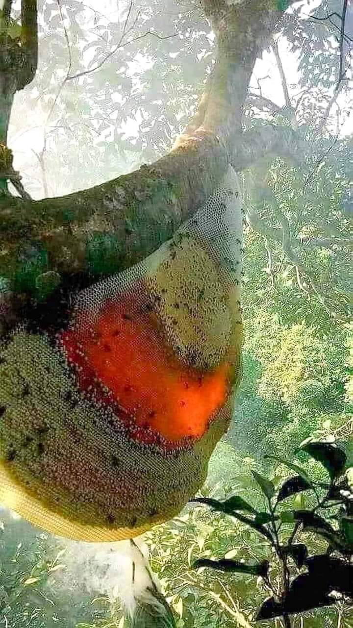 Is Abaco the real land of milk & honey for the Bahamas and everyone knows it but us? 

Honey Bunches on trees in Abaco
