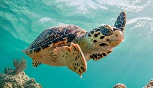 Green Turtle Cay true story

Bahama Drama please keep me anonymous. You know that a lot of Bahamians don't even know how my island got it's name originally I bet.

Well my great gr