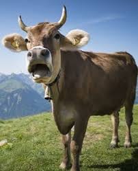 He made me wear his junkanoo cowbells around my neck just to back shot me. 

Good morning Bahama Drama please keep me anonymous. I know that Valentine's day is supposed to be a sym