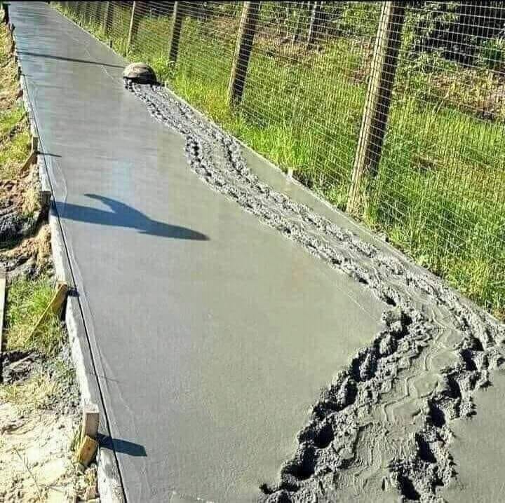 No matter how slow you go, the important thing is to leave your mark 😉 🐢
