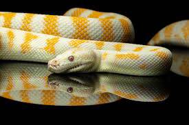 Giant gold and silver giant snake 

My dream last night. I dreamed that I was hunting snake's to sell and each time I would catch them I would grab them by their heads so that they