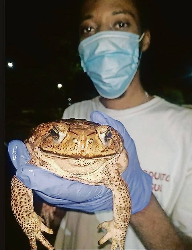 Can frogs in Grand Bahama be eaten?

Good afternoon Bahama Drama please keep me anonymous. I live in Grand Bahama I'm not saying where at but I have uncle's and grandparents in the