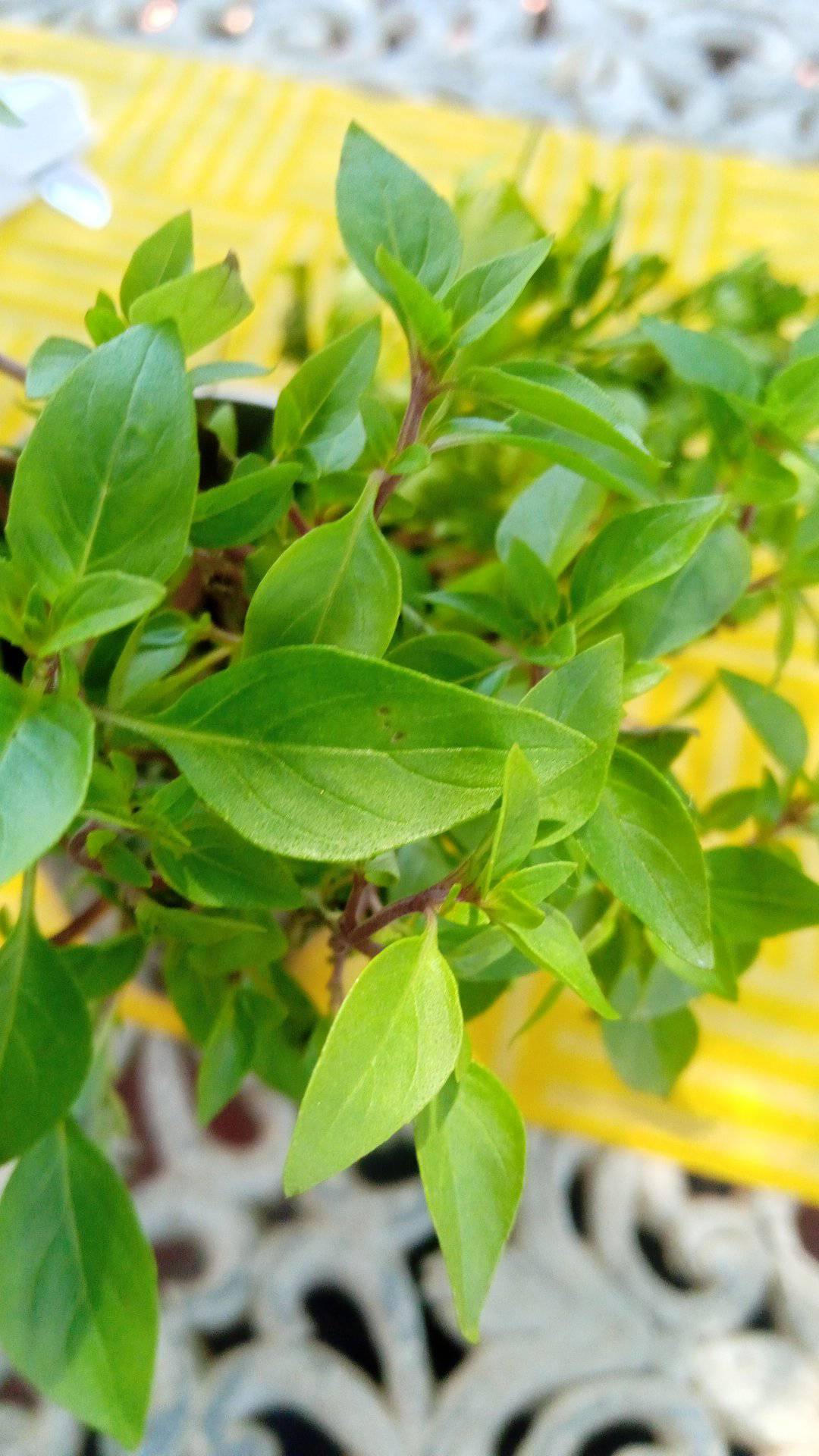 What is this cooking plant name please?
