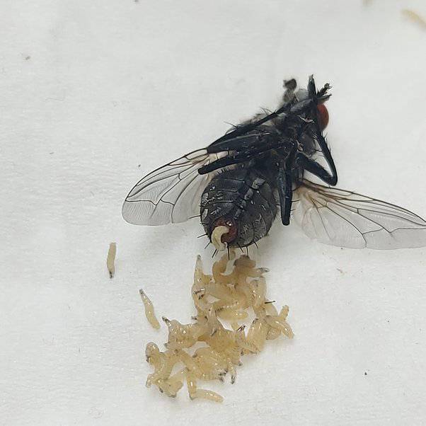 Lord of the flies

Good afternoon Bahama Drama please keep me anonymous. I'm 19 years old and I've been studying flies since the age of 8. 

And after all of These years learning a