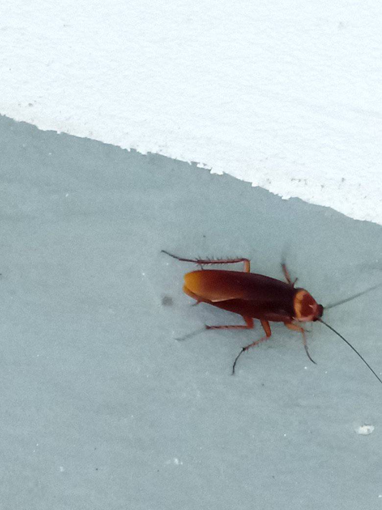Bahamians are to superstitious
Good afternoon Bahama Drama please keep me anonymous. This big ass cockroach just flew on my neck and crawl over half of my face and my girlfriend g