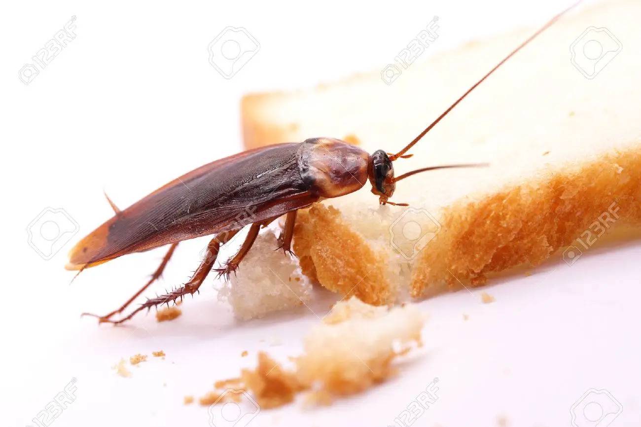 Roach on my bread

Bahama drama keep my identity hide. I'm mixed race my family came on a boat looking for a better life like all the foreigner before me.

 I fast forward now. I m