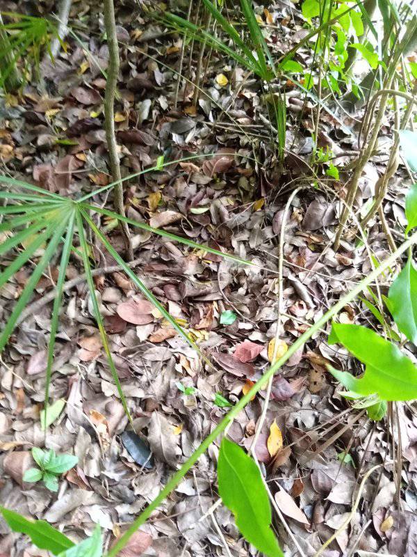Win $50.00 phone card

First person to find the 10 animals in the picture will win a $50 dollars phone card of your choice. No cheating please...