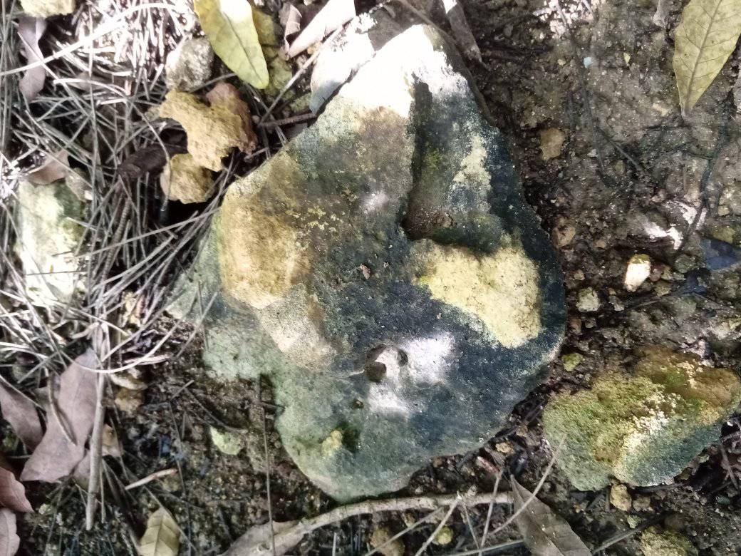 Breaking news out of Cat Island

Cat Island tourist believes to have found the head of a Jurassic period sabertooth tiger in swamp. 

Here's the actual photo sent to us. It's belie