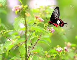 I just asking

Good morning Bahama Drama please keep me anonymous. I'm just asking even though it's none of my business. Are butterflies happy? I'm just asking because of the way t