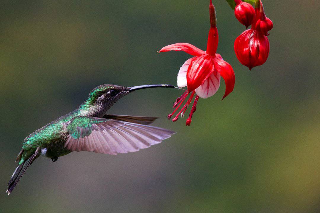 The tongue of a hummingbird
Good morning Bahama Drama please keep me anonymous. I would first like to give the lord Jesus Christ superstar in my life a big thank you for letting m
