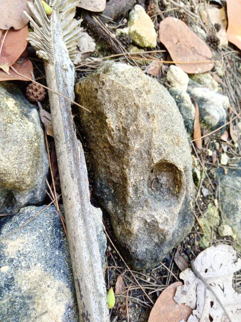 BREAKING NEWS OUT OF CAT ISLAND

Yesterday a tourist in Cat Island claim to have found a saber tooth tiger's skull.

 Today that same man sends pictures proof claiming to have foun