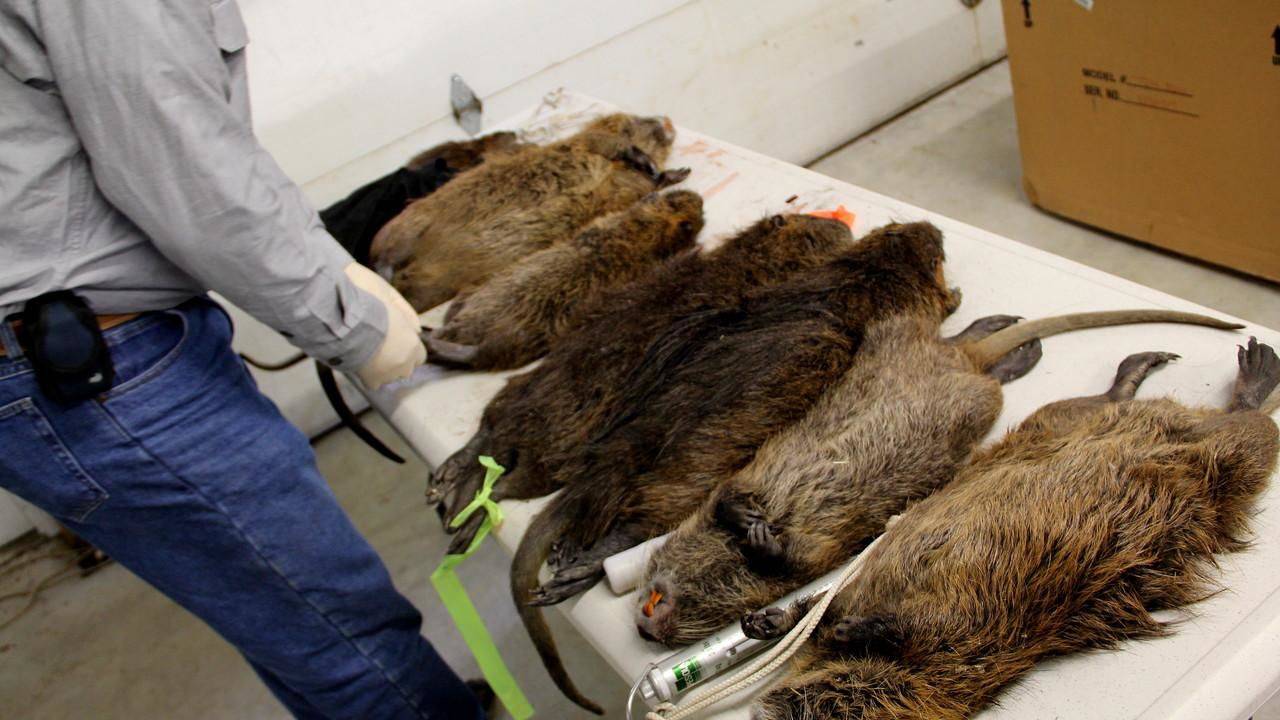 Nutria rodent serve as chicken @ most Chinese restaurant
Good afternoon Bahama Drama please keep me anonymous. I'm a new helper clean up person at a Chinese restaurant in Nassau.