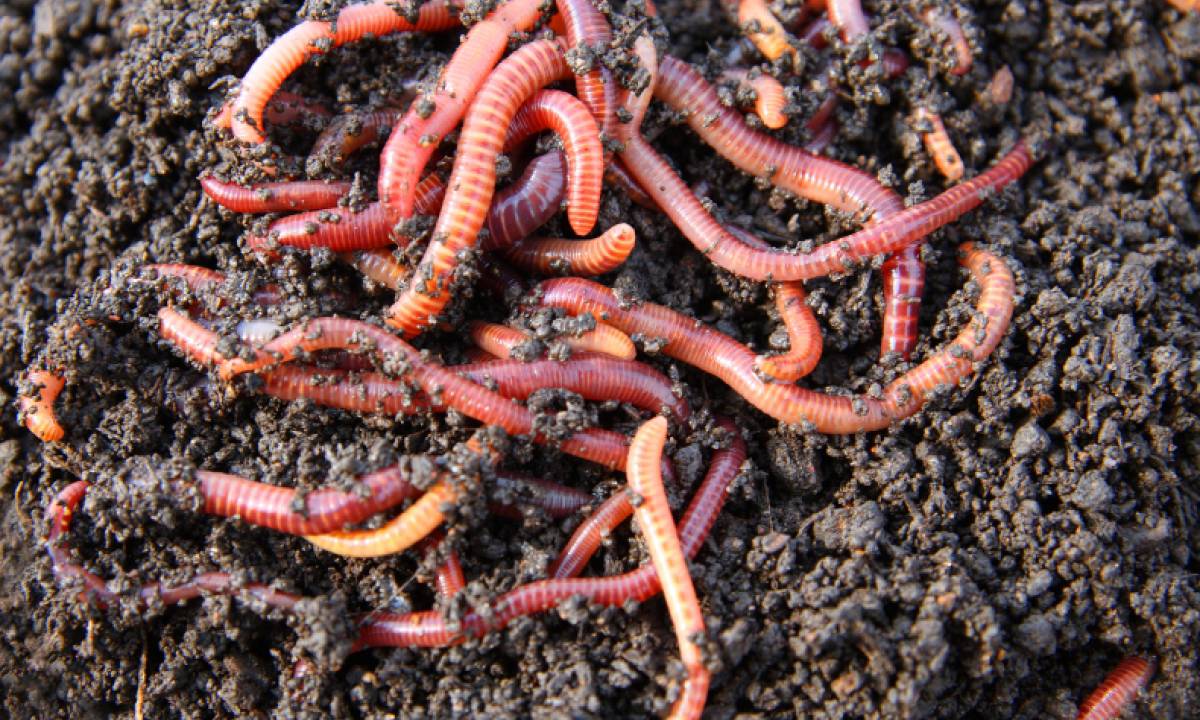 Shitting worms since Monday
Good night Bahama Drama please keep me anonymous. Good night everyone. I'm 26: years old and I've been shitting worms since Monday. Does anyone know ho