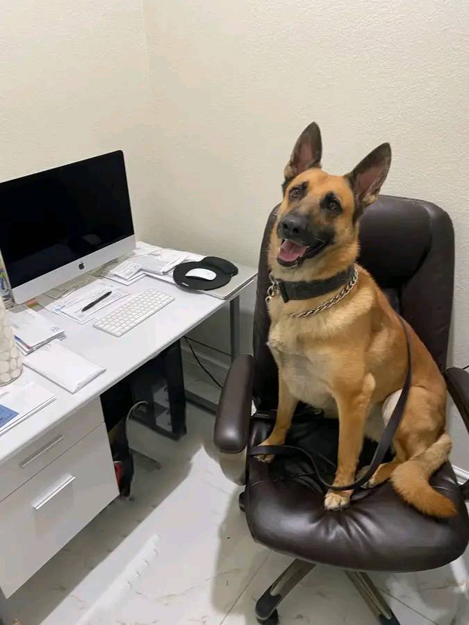 Itβs a Cyber Friday celebration! Join us in wishing K9 Cyber a Happy 2οΈβ£ Birthday! πΆπΎ