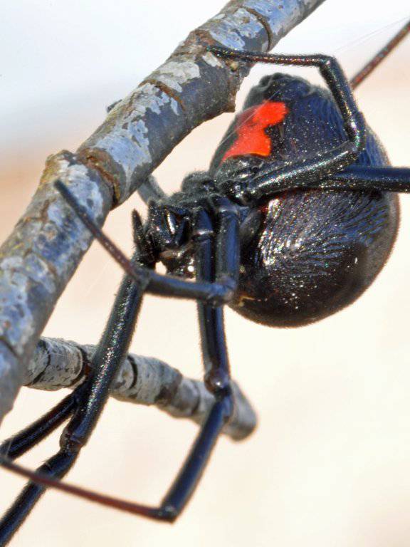I bet none of y'all knew that we have deadly poisonous black widow spiders throughout the Bahamas did you? 

Page Reply:

Especially in South Eluthera area...