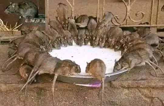 FOOD FOR THOUGHT
A rat swallowed a diamond and the owner of the diamond contracted a man to kill the rat.
When the rat hunter arrived to kill the rat, there were more than a thou