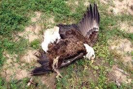 Wild Bald eagle found in Fresh Creek Andros injured.

Page Reply:

I didn't know that we had eagles in the Bahamas...

 Following: