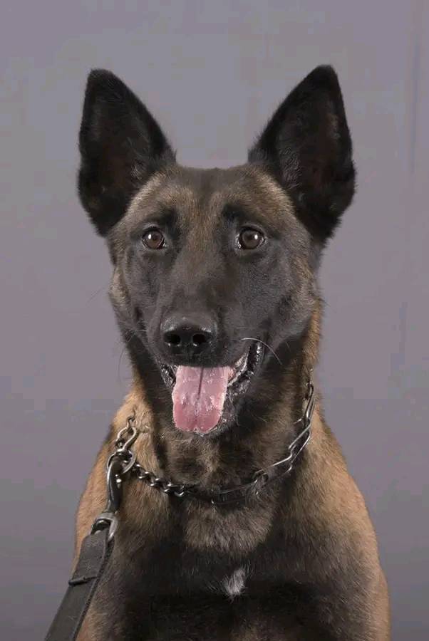 In other news, it's this dog's birthday today
You’re an ace in our hearts! ♠️ Happy 8️⃣ birthday to K9 Ace! We hope your day is filled with extra yummy treats 🦴 RBPF...