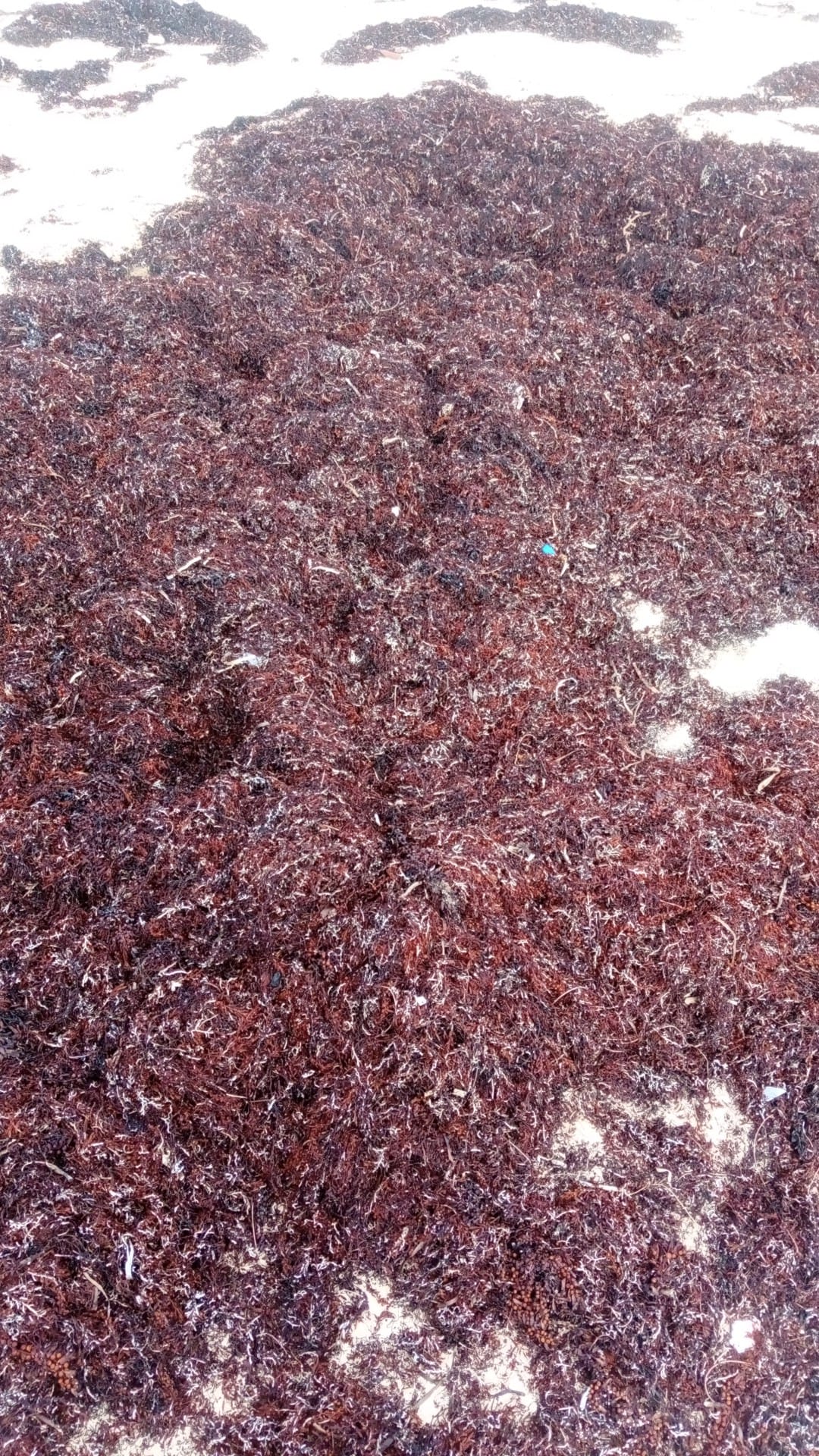 Health tip

Gigartina is a Red marine algae (seaweed) that contains large amounts of carrageenans (antiviral and herpes-suppressing polysaccharides). Gigartina is primarily used to