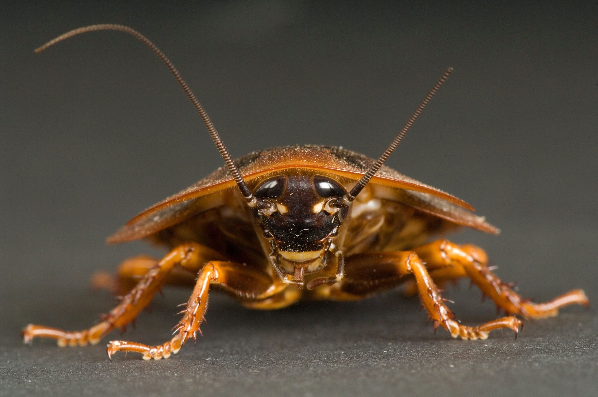 Bappie the Rake & Scrape Cockroach

There is a planet just three light years away from Earth, it's called planet Sabanar. 

It's the planet where all cockroaches on Earth actually 