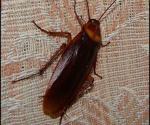 Y'all ever been to someone house and lost track of roach y'all was following. At that point it's time to leave #imjustsaying