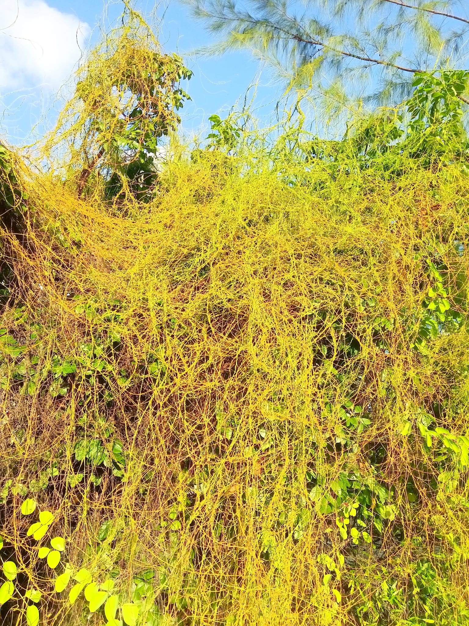 What kind of vine is this? 

Let me see who knows they Bahamian bush!