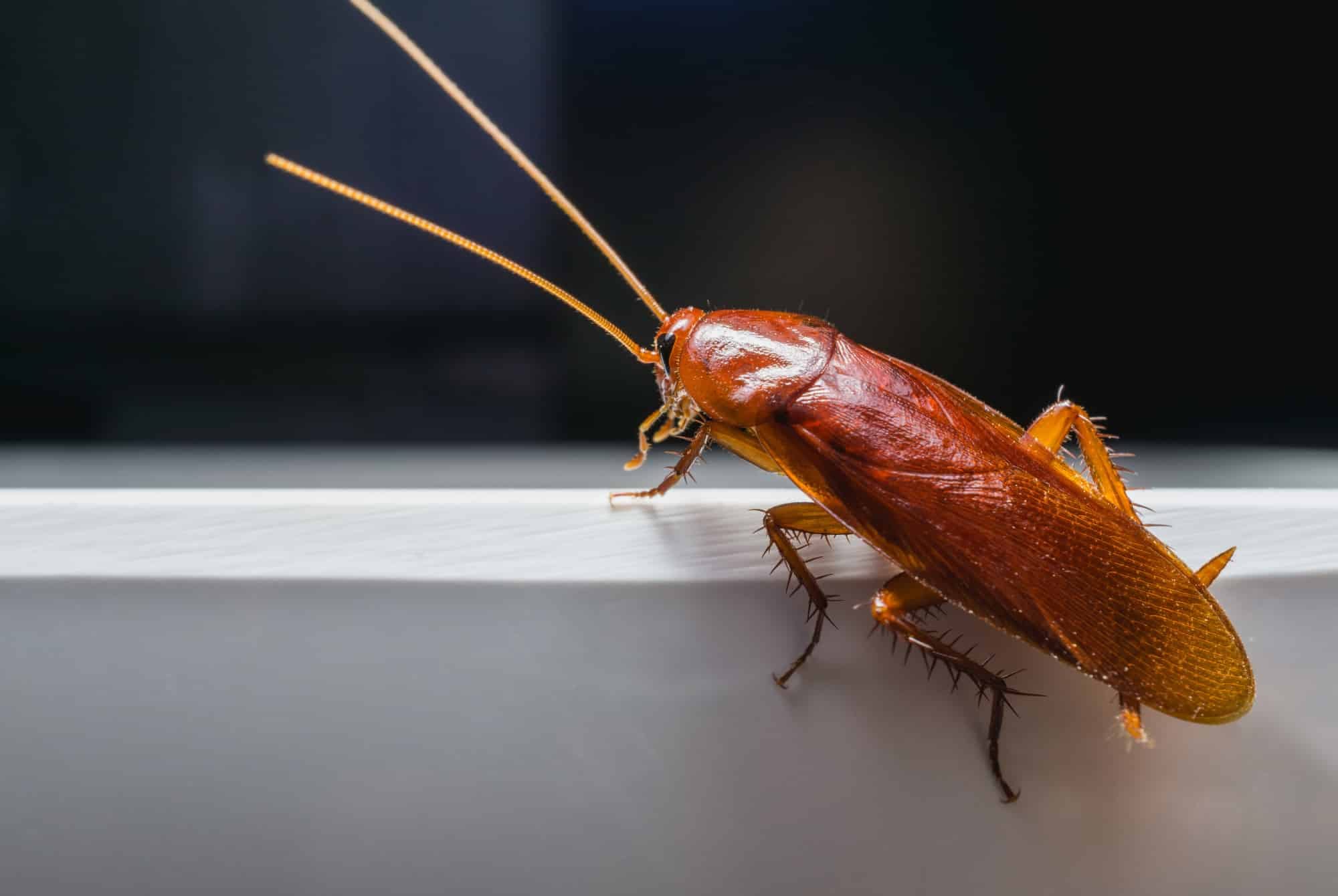 Bappy was a superhero roach from another planet. He was born with special abilities, such as the ability to fly and super strength. Bappy had always been driven by a sense of duty 