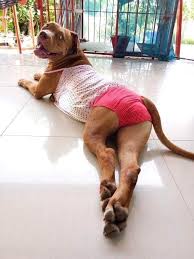 Wife & Dog
"I still don't know how my dog became so sexually attracted to my wife. It all started a few months ago, when I noticed him starting to act strangely around her. He wou