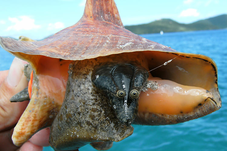 I'm the Conch

If your a Bahamian citizen and looking for a way to vent your concerns of today in the Bahamas, here's a WhatsApp group chat that @[100023394293756:2048:Bahama Drama
