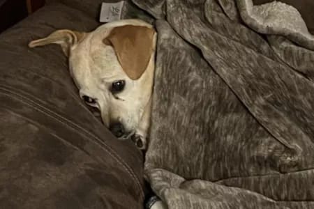 Giving my Potcake an abortion

Good morning Bahama Drama please keep me anonymous. I have a female Potcake who is sleeping around with every dog in our neighborhood and the last ti