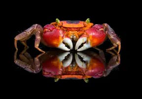 I gave my husband Crabs accidentally 

Good afternoon Bahama Drama please keep me anonymous. I caught Crabs from using a public restroom and accidentally gave it to my husband and 
