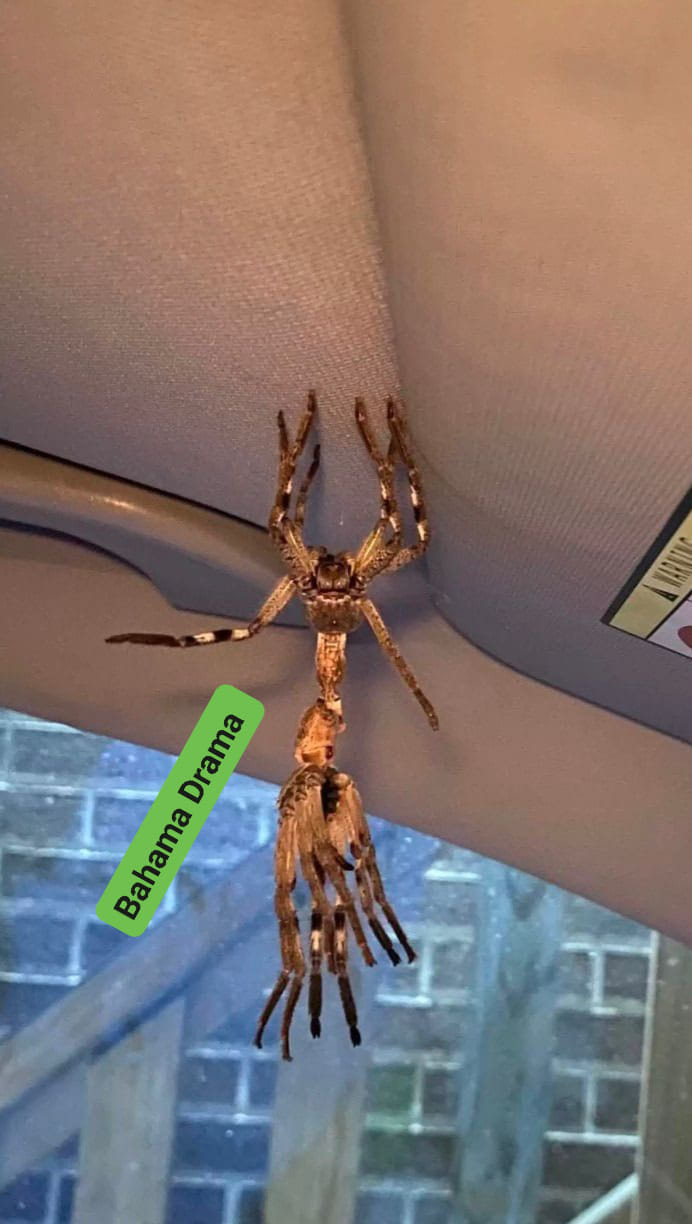 Good morning Bahama Drama this morning as I was about to head out to work I opened up my car door and saw this. I almost broke my leg.
Join our: Exuma side job's & Opportunities