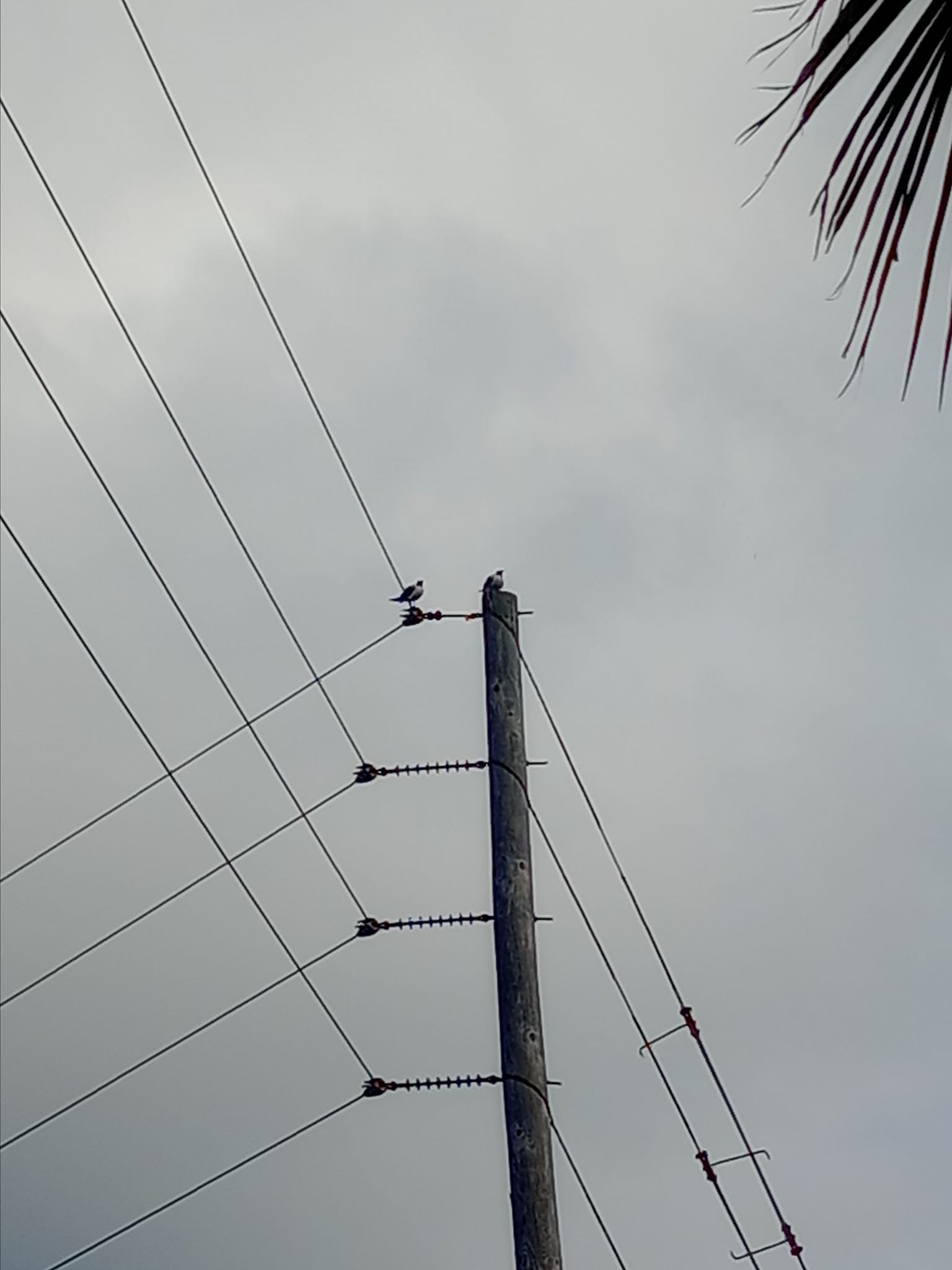 There are no more real birds 

Some conspiracy theorists believe that birds are High tech drones, and they sit on power lines just to charge what do you think? I just saw one seagu