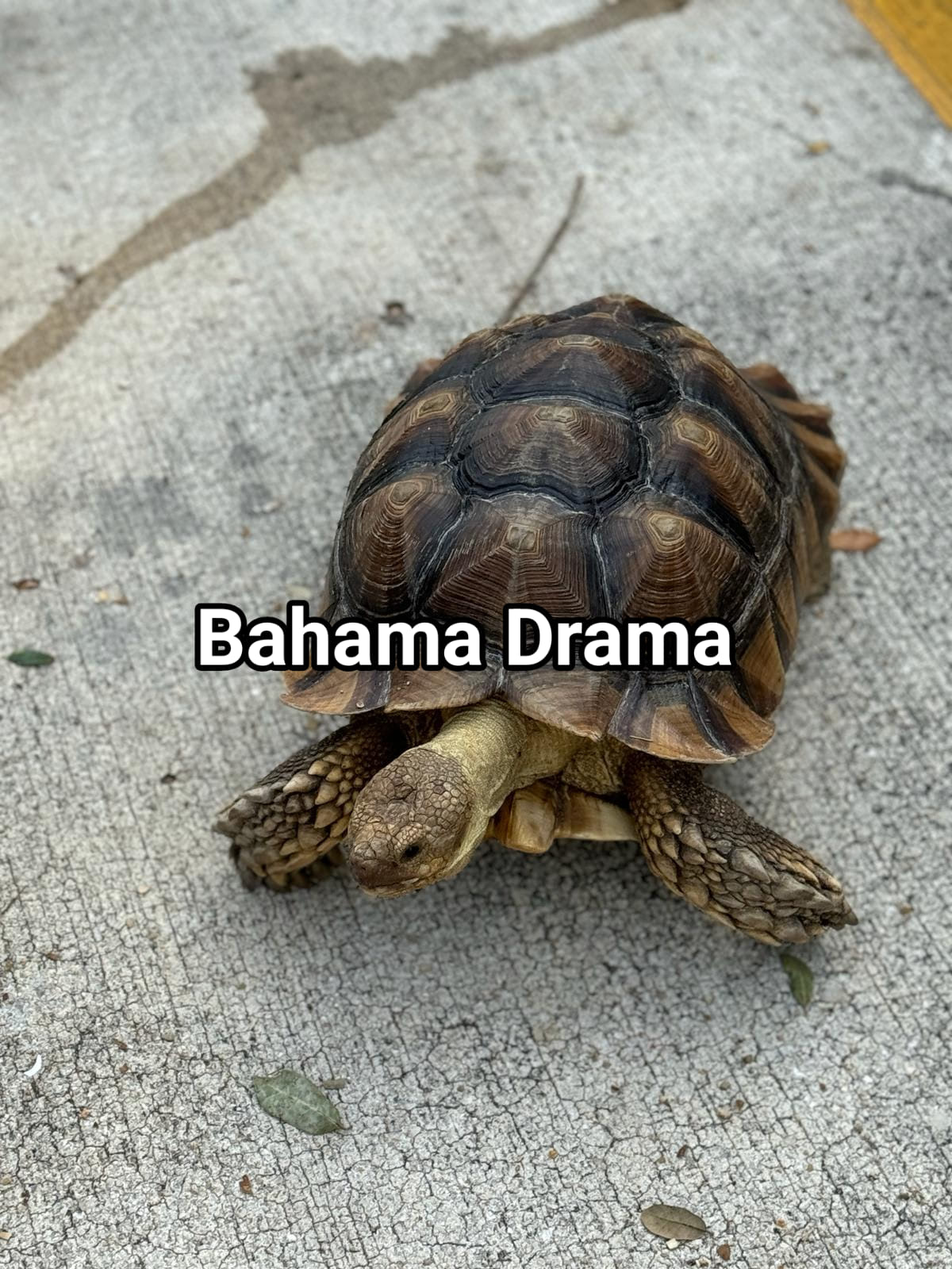 Lost Turtle found by the back door to the Ministry of Education today after hours. A good Samaritan found it and is asking who it belongs to. 

The person's that found it said that