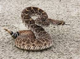 Diamondback Rattlesnakes in North Eleuthera? Here’s What Residents Need to Know!

In a surprising twist that sounds like something out of a thriller, North Eleuthera Harbour Island