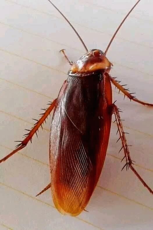 me an big peter de bible readin roach

good night bahama drama don call my name hear dis one too shameful an strange to put my face to it so i been livin wid a roach in my room for