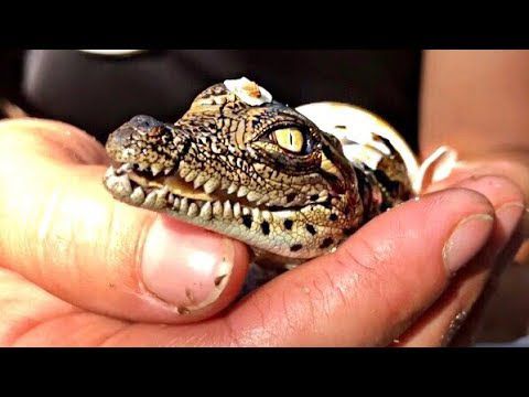 Alligators come into this world with bad intentions SMH.