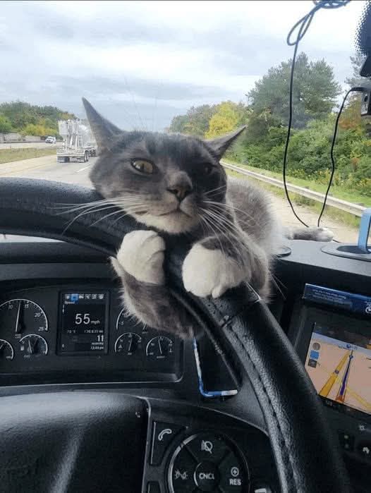 Cats is know things 

Good afternoon Bahama Drama.

I found him on a rainy morning, abandoned near a gas station by the highway. He was soaked, shivering, and meowing desperately, 