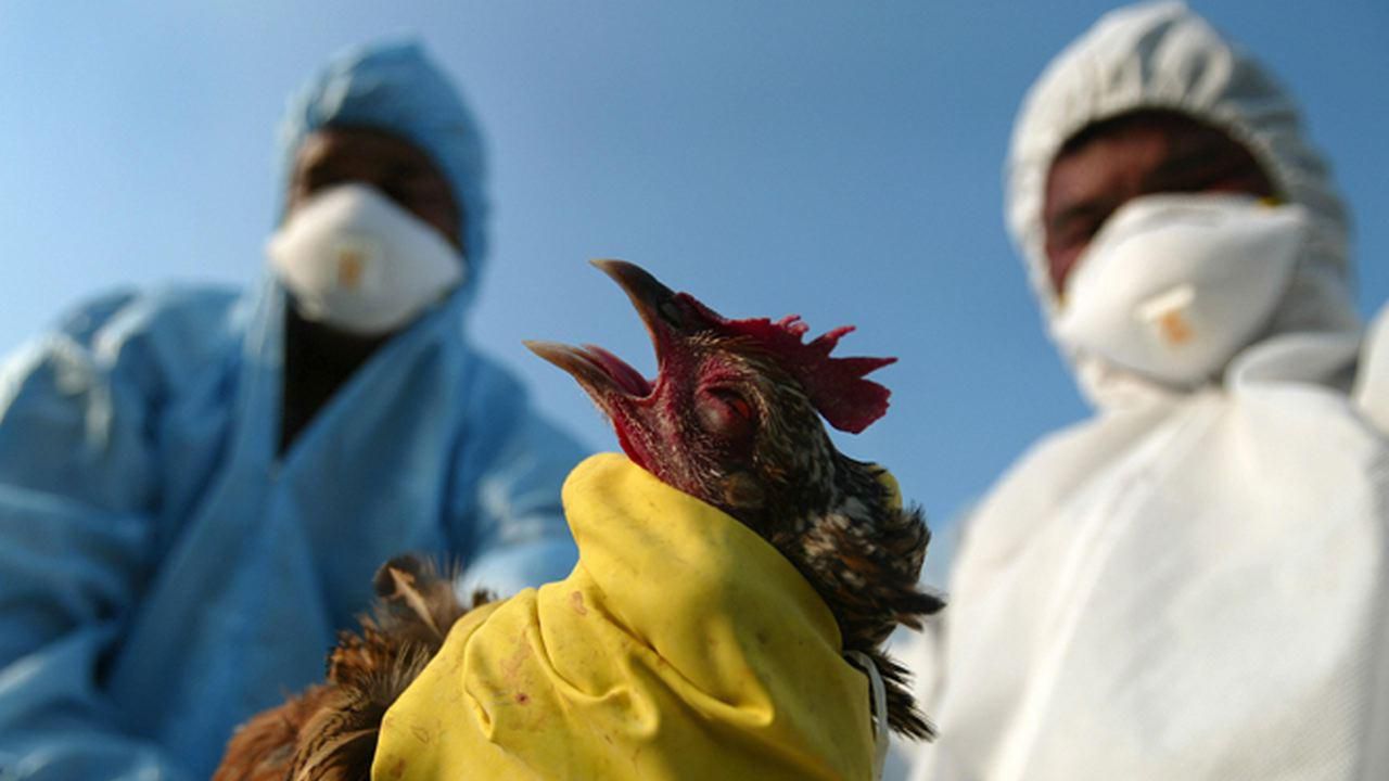 Dominican Republic cheap Eggs & chicken
There's no bird flu in DR reports say!
I don't care 😘
How is bird flu spread?
Bird flu is spread between birds, and from birds to othe