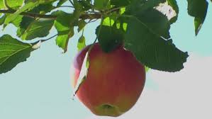 Jesus Christ the man
Did you know that outside of being the son of God, that Jesus Christ was also a carpenter?
But one thing every overlooks about what he loved to also do and w