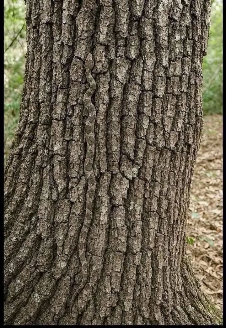 What kind of tree is this?