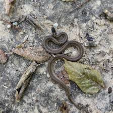 If a 🐍 snake crosses your path on your way home, does that mean your enemy is about to attack you? 

I'm old school I don't know. One obeah believer dude told me that. 

Should I k